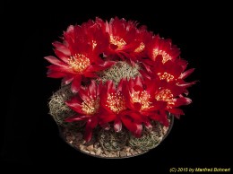 Sulcorebutia vasqueziana ssp. losenickyana HS1a 2147